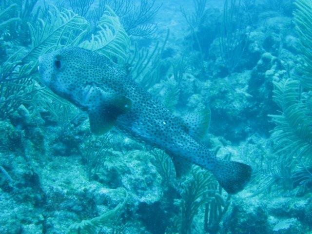 img_1603.jpg