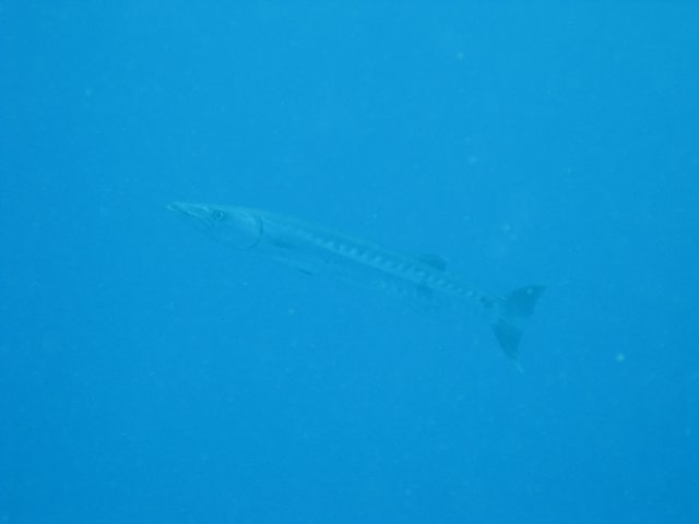 img_2496.jpg