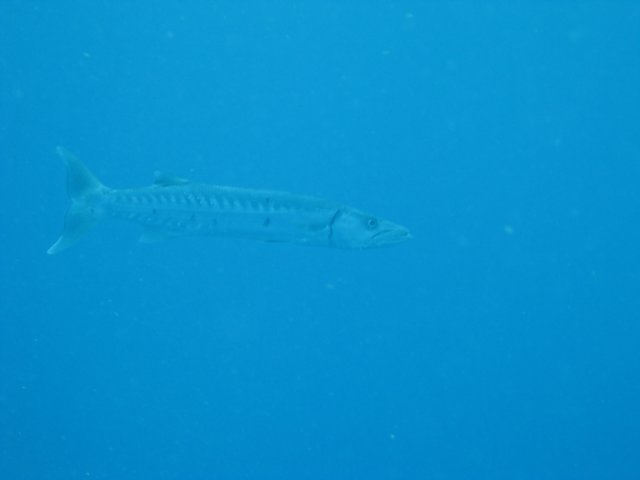 img_2501.jpg