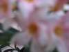 img_0424_small.jpg