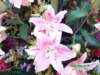 pict0007_small.jpg