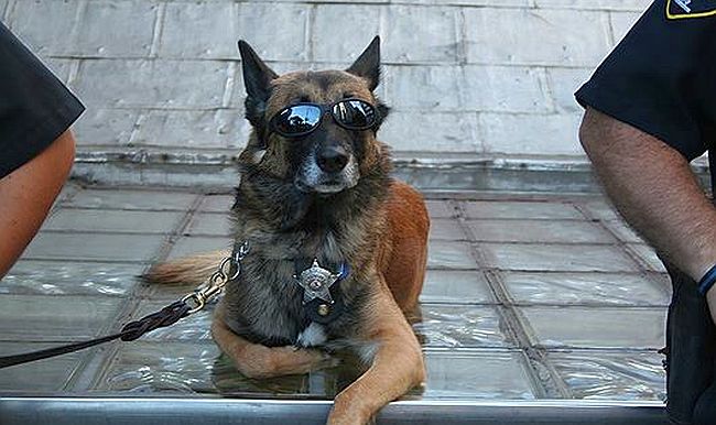 K9 officer